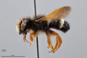 Media type: image;   Entomology 789977 Aspect: habitus lateral view